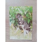 Календарик 1996