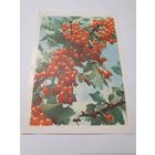 Открытка ,,Красная смородина'' фото А. и М. Ананьиных 1967 г.