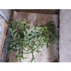 С рубля! Ель искусственная СССР