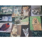 Открытки животные. 10 штук. За все  (к/4)