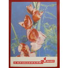 1 мая! Чистая. 1970 года. Дергилев. *225.