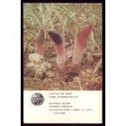 1 календарик Латвия Мутинус