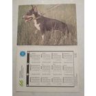 Карманный календарик. Собака.1993 год