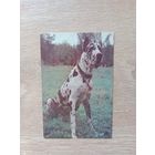 Календарик 1993