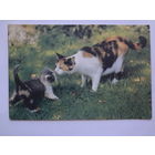 Календарик 1996 г. Кошка с котенком.