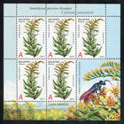 2014_Золотарник канадский.