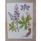 Косоруков 1985 чистая