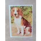 Календарик 1991