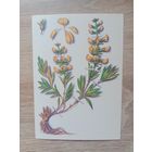 Косоруков 1985 чистая