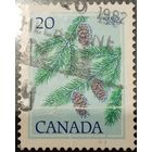 Канада 1982. Сосна