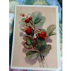 ОТКРЫТКА.ЗЕМЛЯНИКА.ФОТО А.БУШКИНА.1958