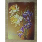 ПОДПИСАННАЯ ОТКРЫТКА ПРОШЕДШАЯ ПОЧТУ. СССР. "8 МАРТА." худ. Н. КОРОБОВА. 1983 ГОД.