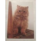 Карманный календарик. Котик.1994 год