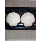 Ракушки большие для декора или купальника одним лотом