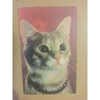 Календарь 1990 кошки/5