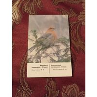 Календарь 1988, Березинский заповедник, Птицы