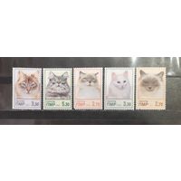 Приднестровье. 2013 год. Фауна. Кошки (1235)