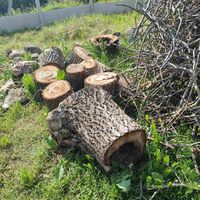 Древесина грецкого ореха