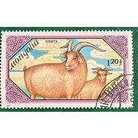 Монголия 1988. Домашняя коза