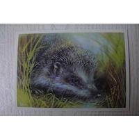 Исаков А., Ежик; 1989, чистая.