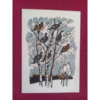 На березах. Захаров 1963 г. Чистая.