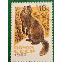 СССР 1967. Фауна. Соболь. Марка из серии