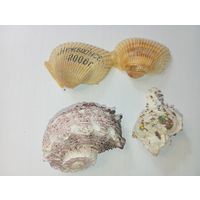 Морские раковины . С рубля .