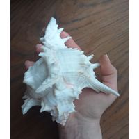 Ракушка Мурекс ветвистый большой.