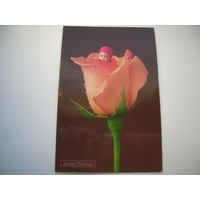 Дети Роза Анна Геддес Арт Дизайн 2006 год двойная подписана