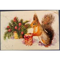 Белочка. Е.Солончук. Россия. 2018 г.