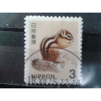 Япония, 2014. Бурундук