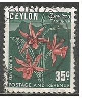 Цейлон. Цветы. Орхидеи. 1954г. Mi#270.