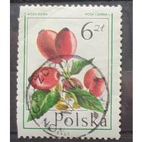 Польша 1977 дикая роза 1 из 8.