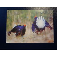 Календарик 2003 г.  БТПР.