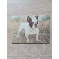 Календарик 1992