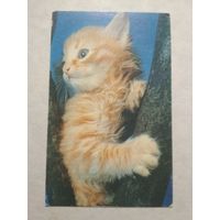 Карманный календарик. Котик.1993 год