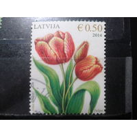 Латвия, 2014. Тюльпаны