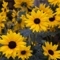 Подсолнечник декоративный Sunfinity Yellow with Dark Center F1