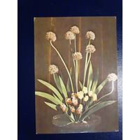 Композиция из цветов.  1973 г.  подписанная.