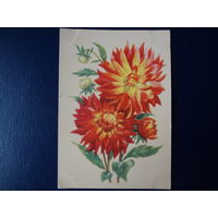 Георгины.  1962 г.
