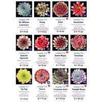 КАМЕННЫЕ РОЗЫ (молодила) 133 сорта (2 часть)