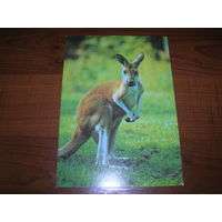 Фауна Кенгуру 1989 год чистая