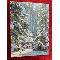 С Новым годом! Фото А. Богданова 1987 год. Подписана!
