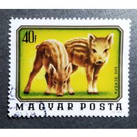 Марка Венгрия 1976 год фауна