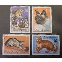 Румыния. 1965 год. Фауна. Коты. 4 марки