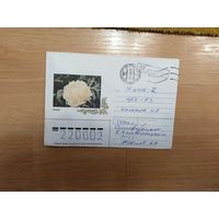 Украина провизорий Симферополь Крым флора цветы