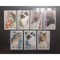 Камбоджа. Фауна. Кошки (741)