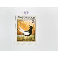 Венгрия  1971