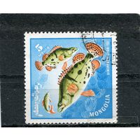 Монголия. Фауна. Рыбы