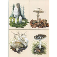 Открытки. Флора. Грибы. Осень. Зонтики, грузди. 4 шт. Худож. Ю.Палков (чистые)